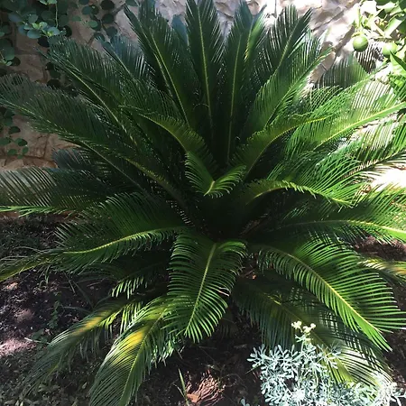 Appartamento Okrug Gornji 3 *